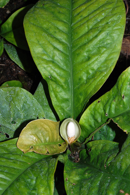 Culcasia panduriformis