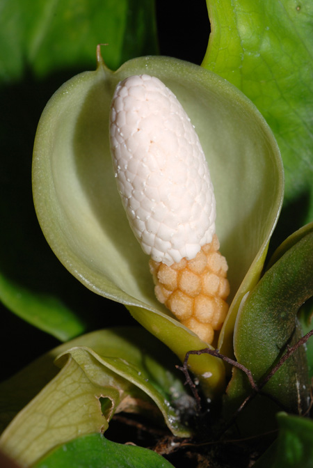 Culcasia panduriformis