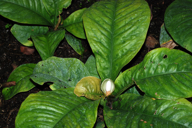 Culcasia panduriformis