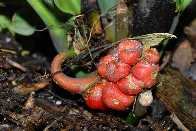 Culcasia panduriformis
