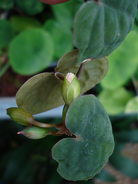 Culcasia rotundifolia