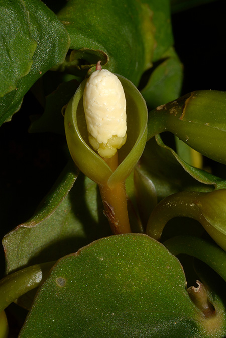 Culcasia rotundifolia