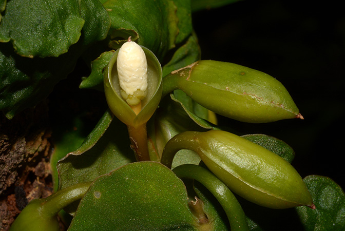Culcasia rotundifolia