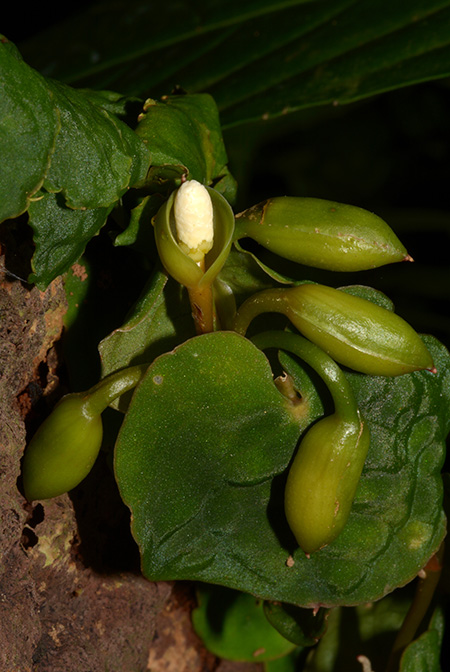 Culcasia rotundifolia