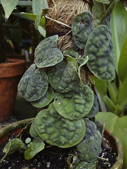 Culcasia rotundifolia