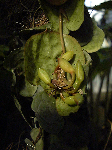 Culcasia rotundifolia
