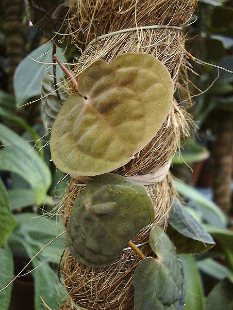 Culcasia rotundifolia