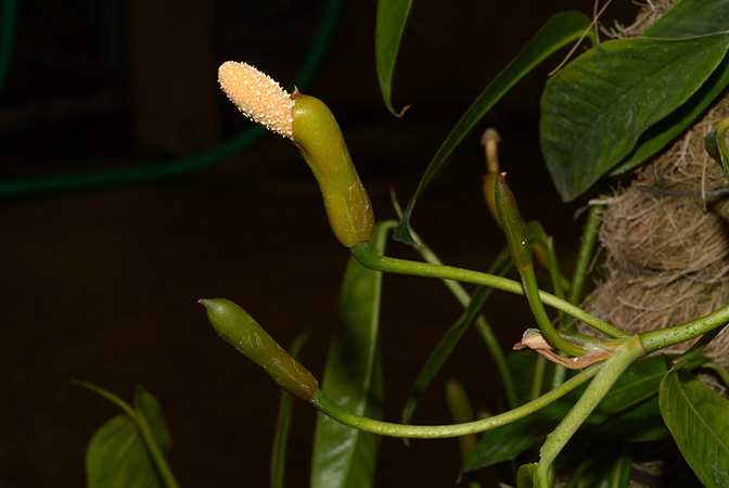 Culcasia saxatilis