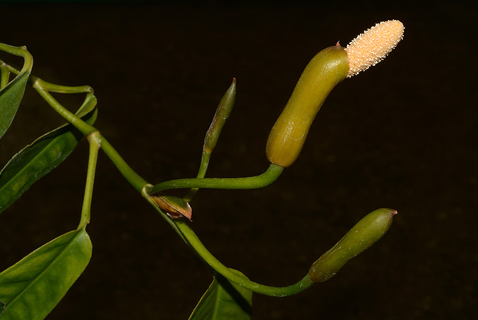 Culcasia saxatilis