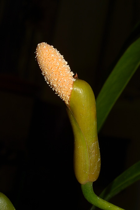Culcasia saxatilis