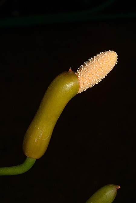 Culcasia saxatilis