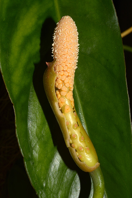 Culcasia saxatilis