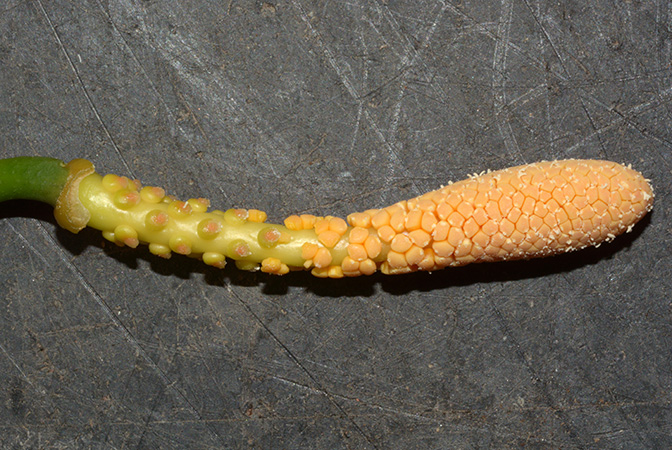 Culcasia saxatilis