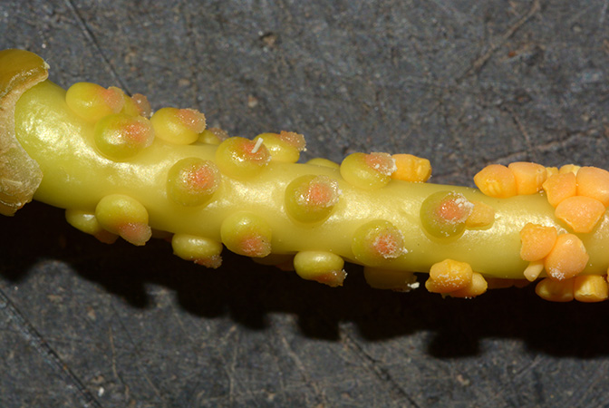 Culcasia saxatilis