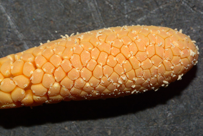 Culcasia saxatilis