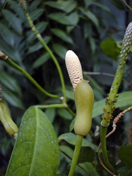 Culcasia scandens