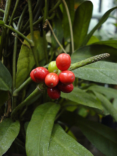 Culcasia scandens