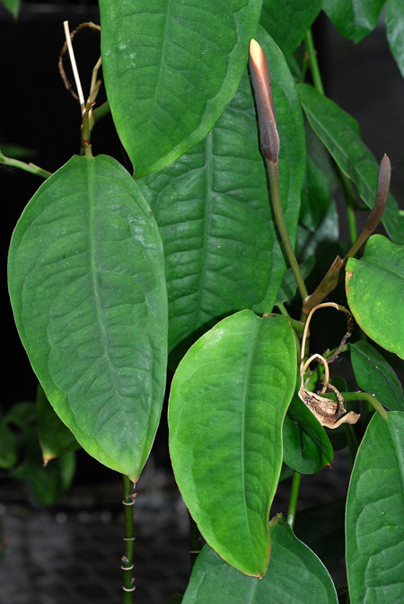 Culcasia scandens