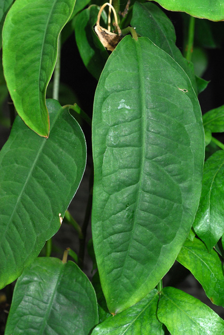 Culcasia scandens
