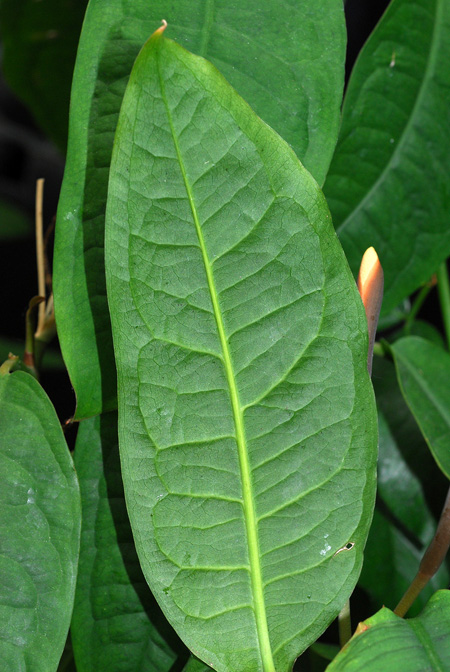 Culcasia scandens