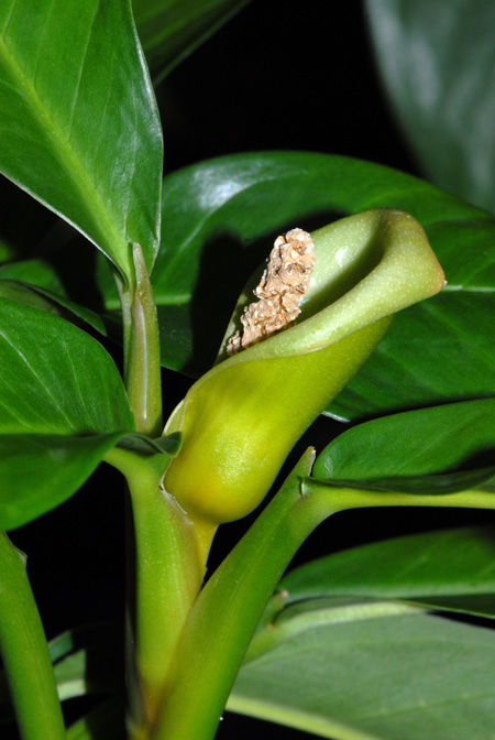Culcasia striolata