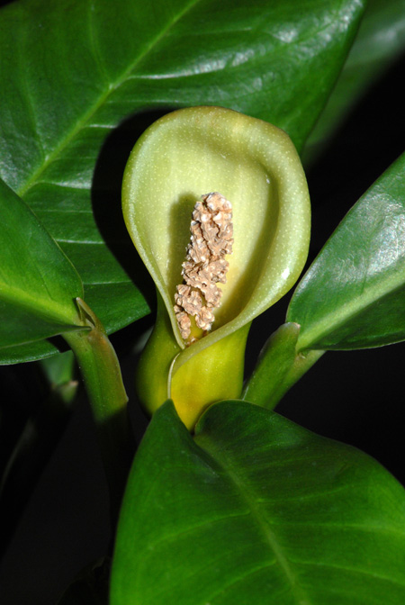 Culcasia striolata