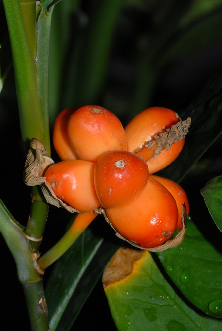 Culcasia striolata