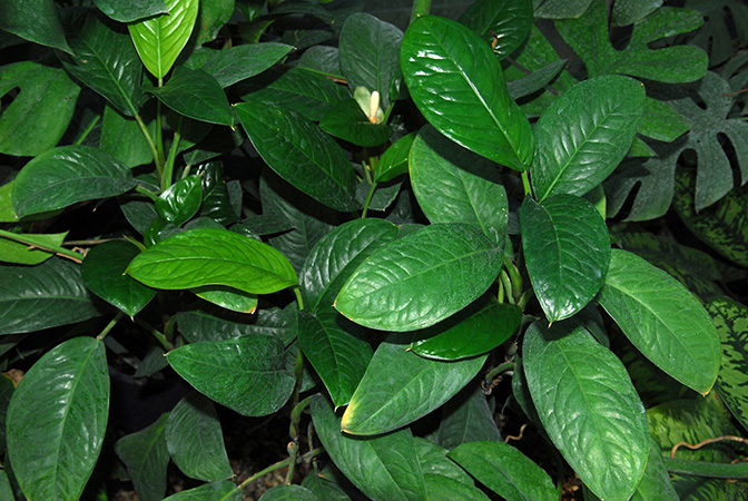 Culcasia striolata