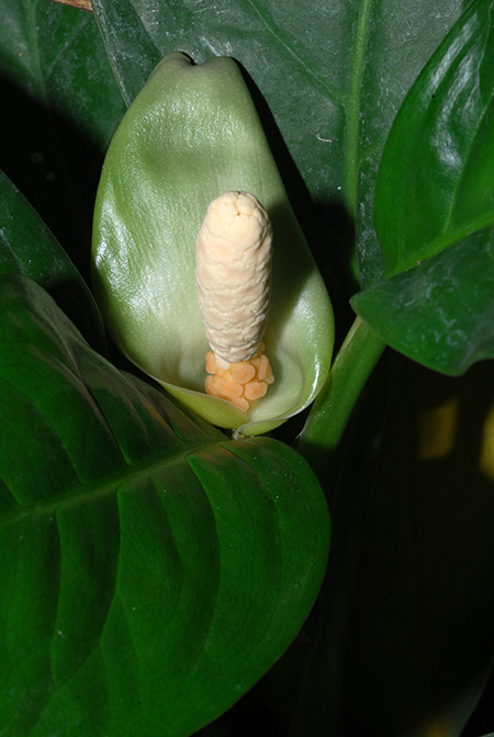 Culcasia striolata