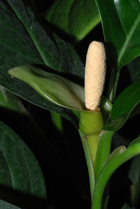 Culcasia striolata