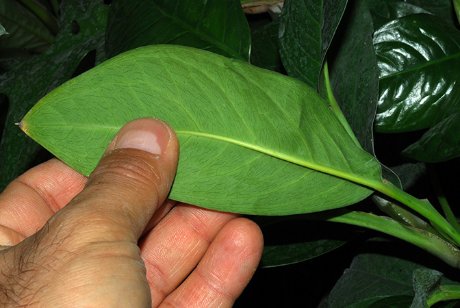 Culcasia striolata