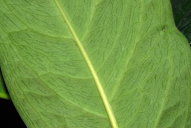 Culcasia striolata