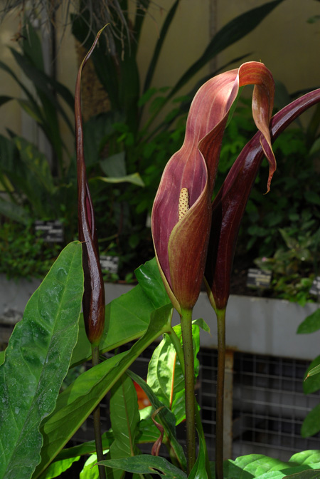 Cyrtosperma × hybrid