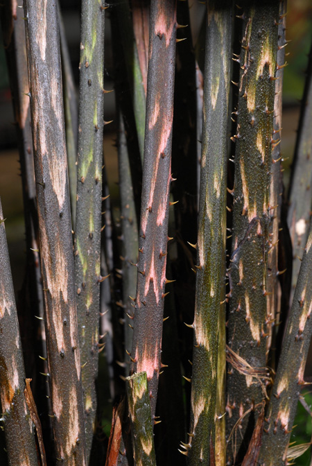 Cyrtosperma × hybrid