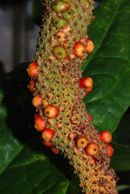 Cyrtosperma × hybrid