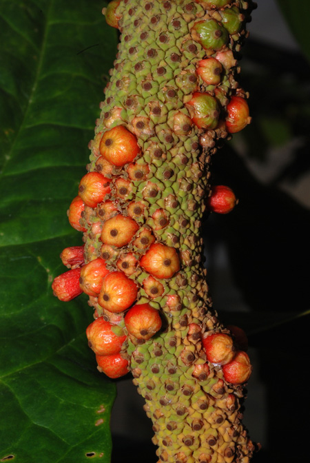 Cyrtosperma × hybrid