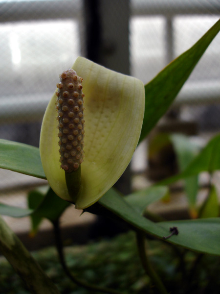 Cyrtosperma ferox