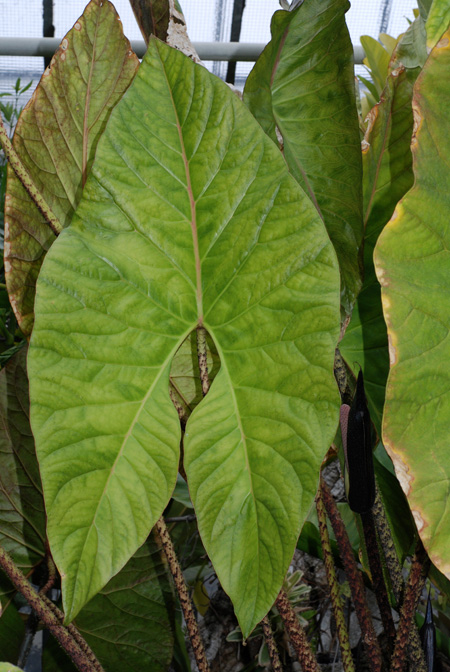 Cyrtosperma johnstonii