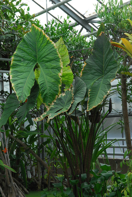 Cyrtosperma johnstonii
