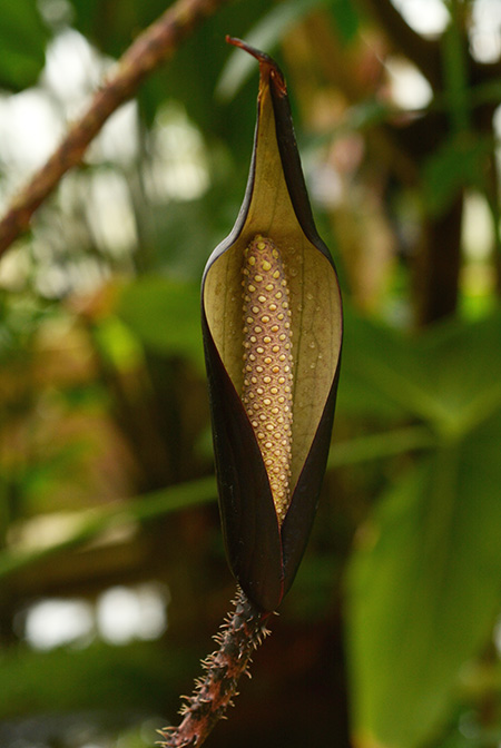 Cyrtosperma johnstonii