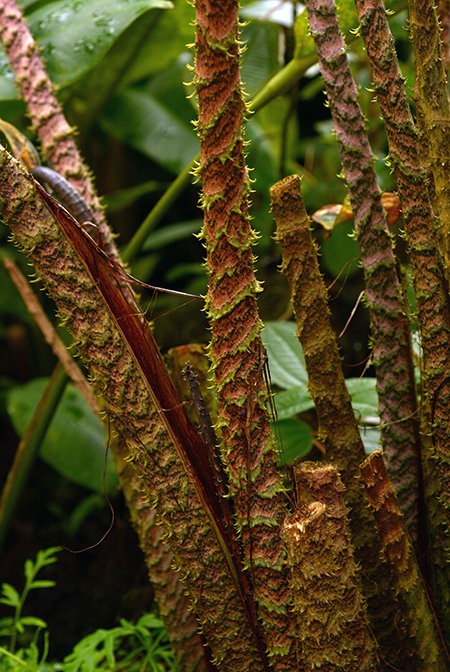Cyrtosperma johnstonii
