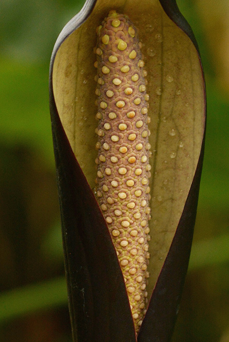 Cyrtosperma johnstonii