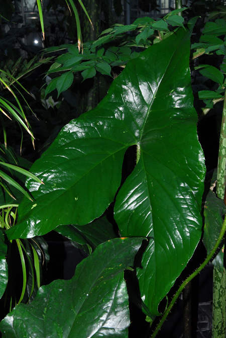 Cyrtosperma macrotum
