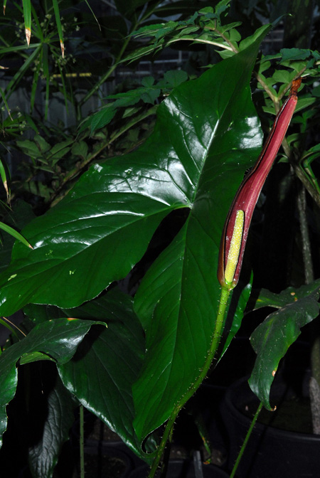 Cyrtosperma macrotum