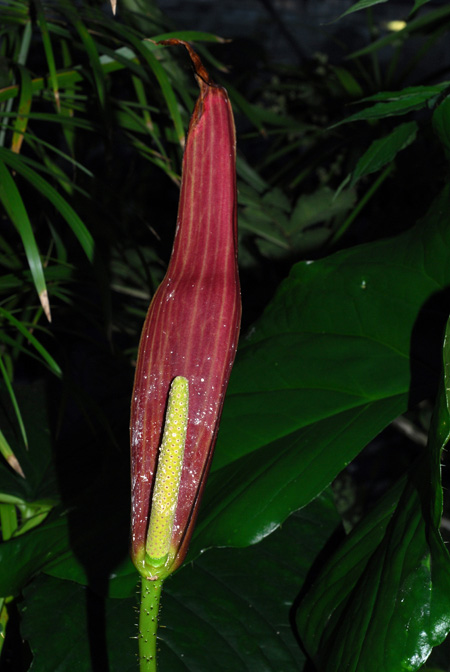 Cyrtosperma macrotum