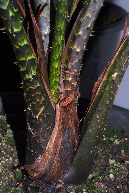 Cyrtosperma macrotum