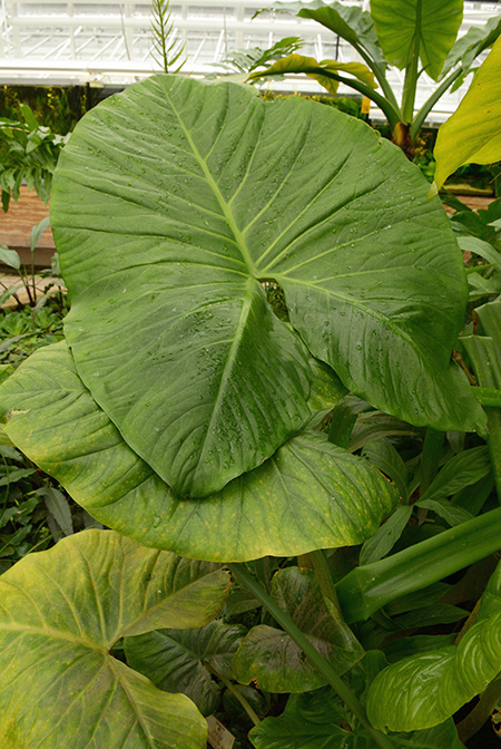 Cyrtosperma merkusii
