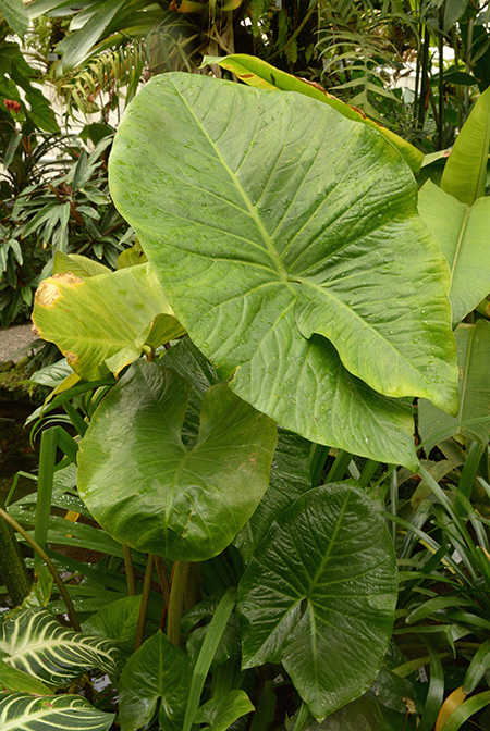 Cyrtosperma merkusii