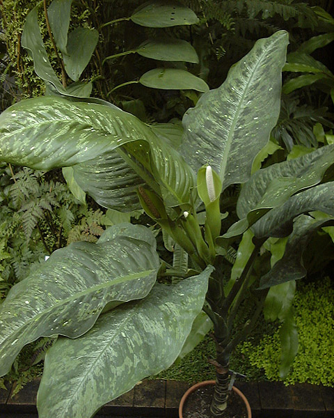 Dieffenbachia bowmannii