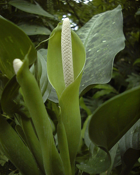 Dieffenbachia bowmannii